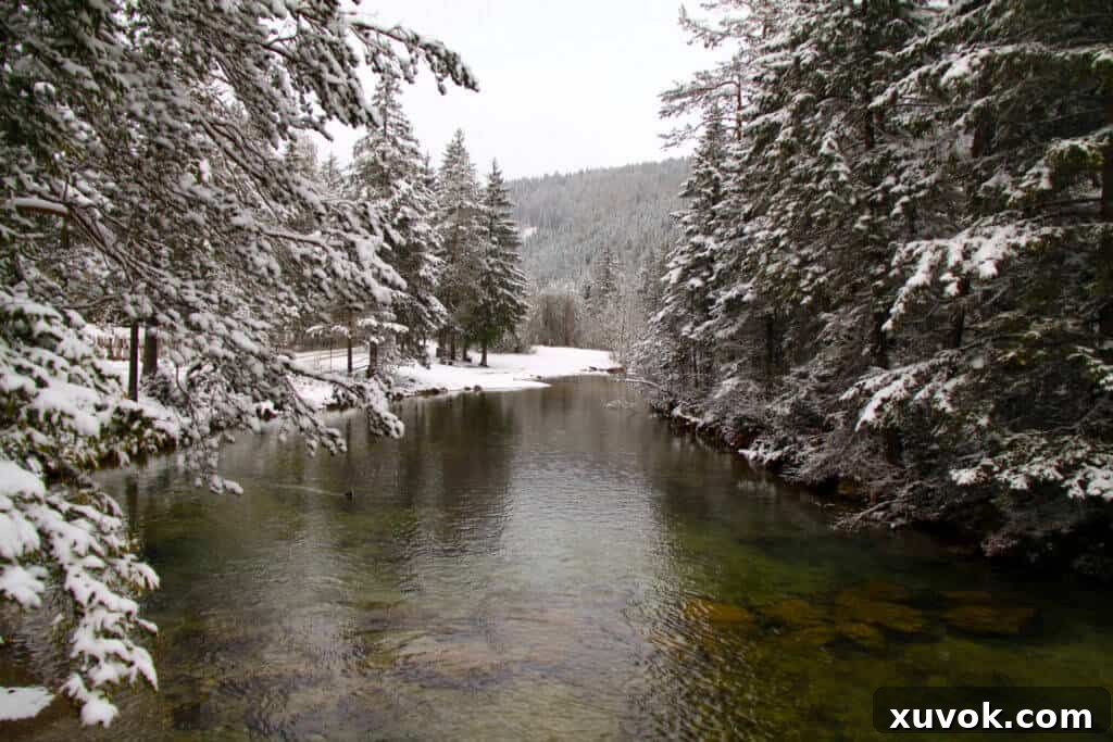 A tranquil river winding through snow-covered trees, showcasing the serene beauty of a winter landscape.