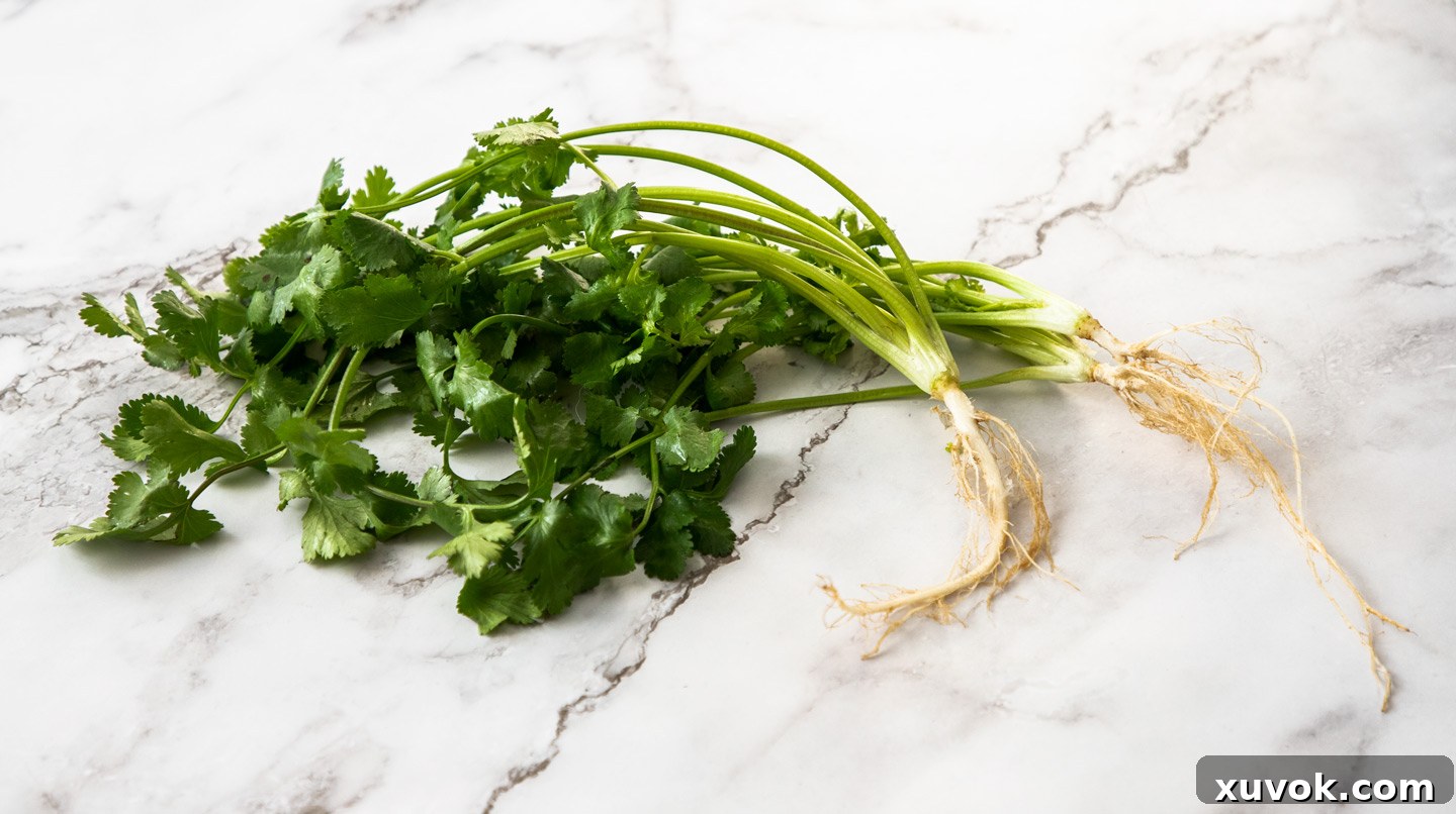 Fresh coriander (cilantro) with its roots intact, showcasing the full herb.