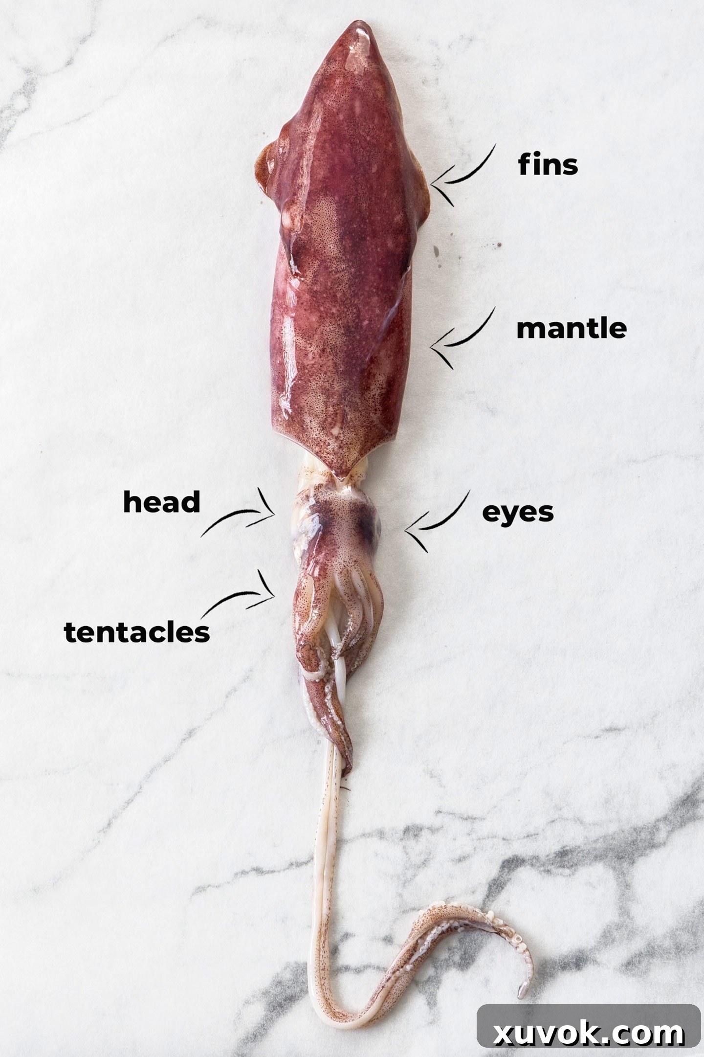 An image of a whole squid with its various body parts clearly labeled for easy identification.